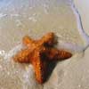 starfish